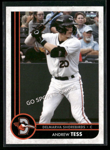 2025 Delmarva Shorebirds Andrew Tess